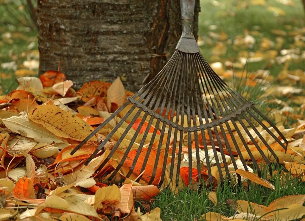 raking leaves is a necesary part of fall yard care