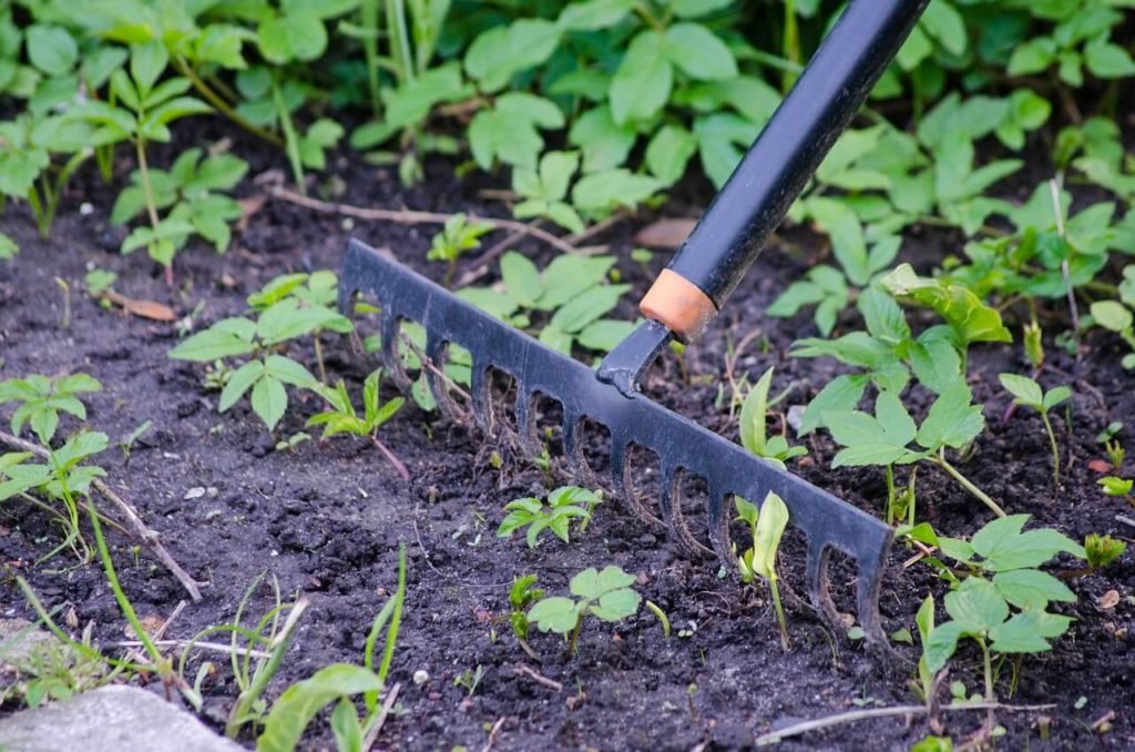 rake through your garden bed before planting to clear out twigs and roots and to break up clumps of soil