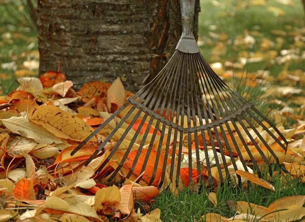 raking up leaves and break up thatch before winter sets in