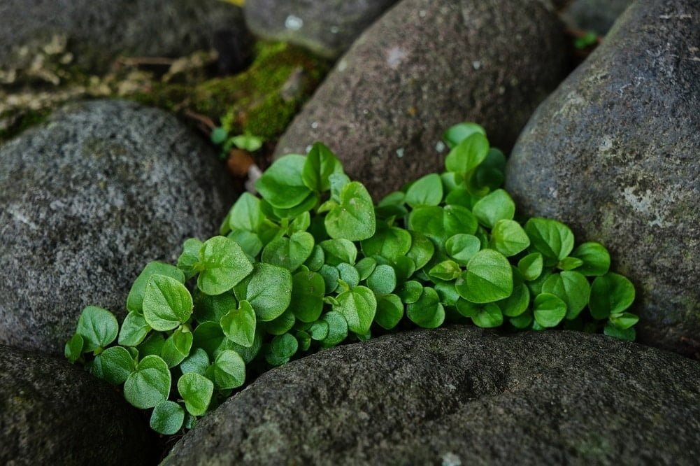creeping plants often thrive in rock gardens