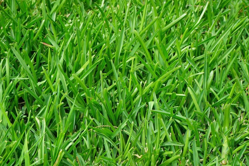 fertilizing season varies based on your climate and the type of grass you have