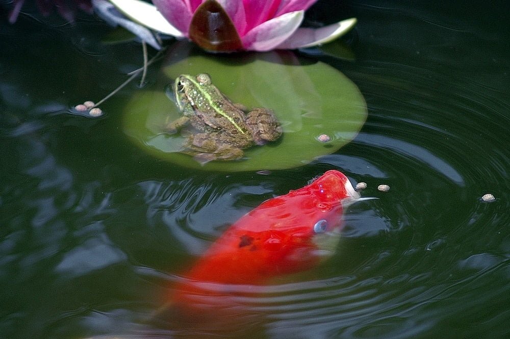 frog on a lily pad and a koi can really brighten up your yard