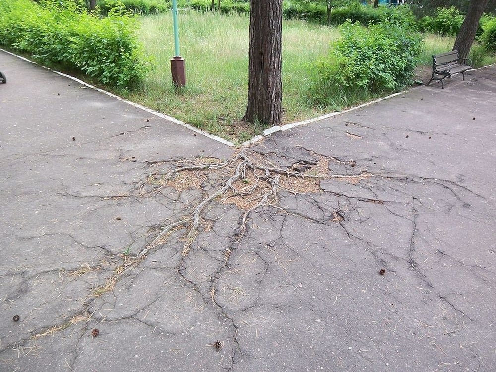 roots can tear up and severely damage asphalt