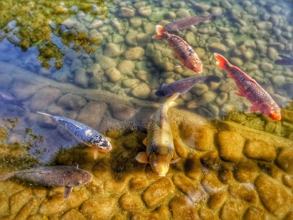 a shallow koi pond with pebbles at bottom