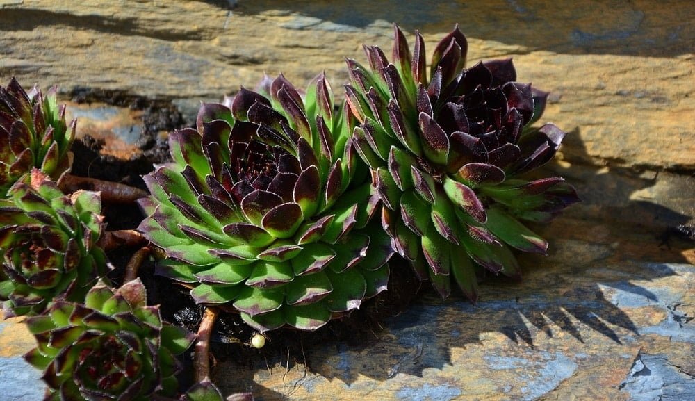 succulents thrive in rock garden because they don't need much water or fertilization