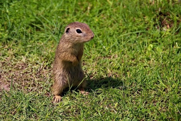 10 Tips For Controlling Gophers, Voles, And Moles Yards Improved