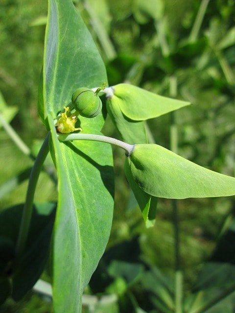 Euphorbia lathyris helps discourage pocket gophers