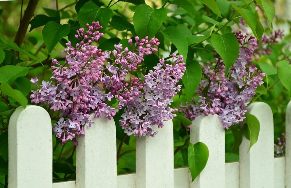 flowering plant growing over fence