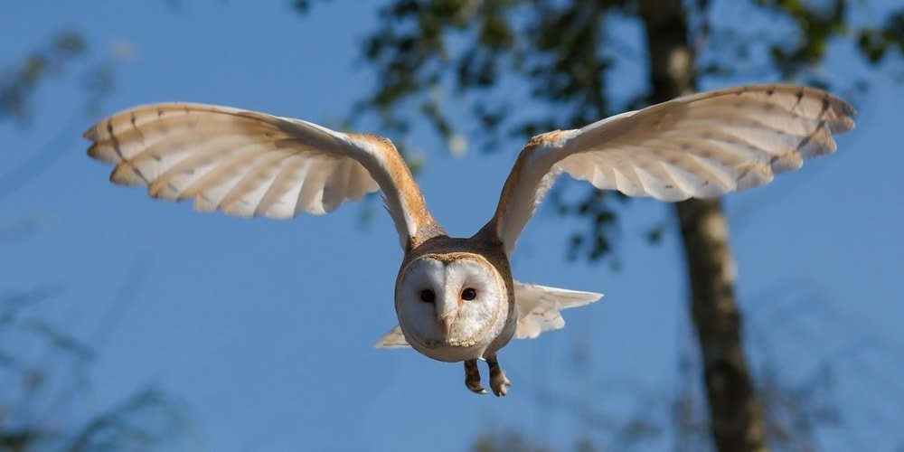 predators like barn owls can help eliminate moles, voles, and gophers from your garden