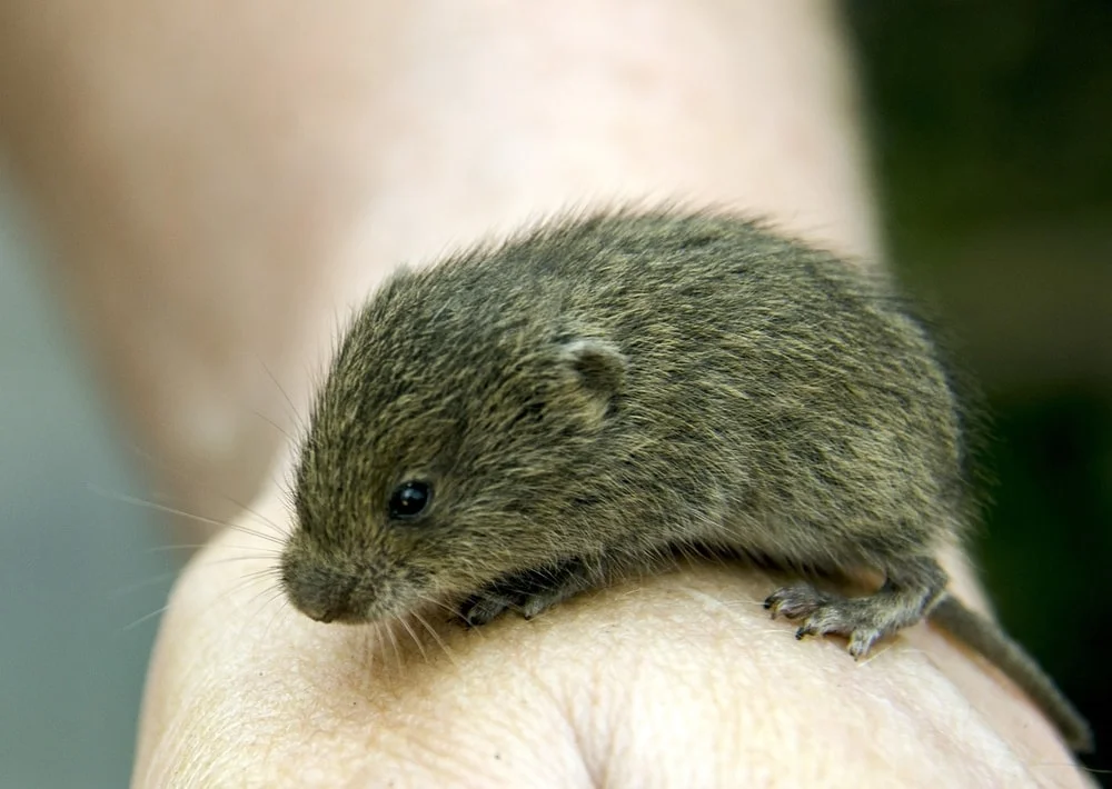 learn how to control gophers, moles or voles