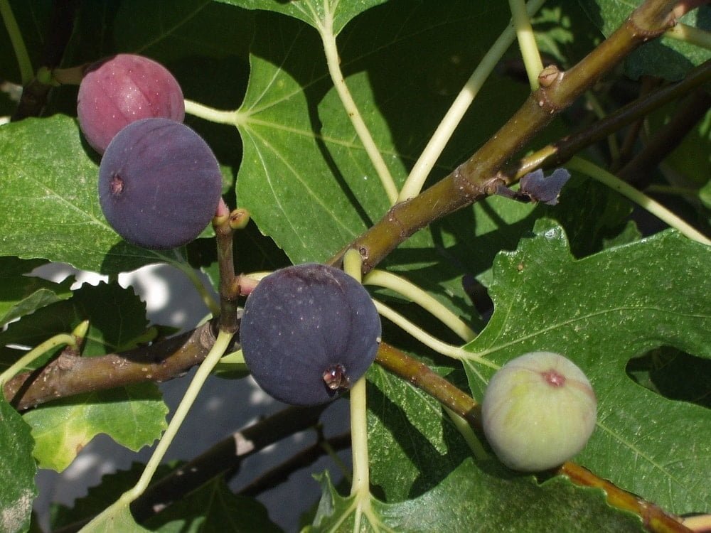 figs ripening on tree