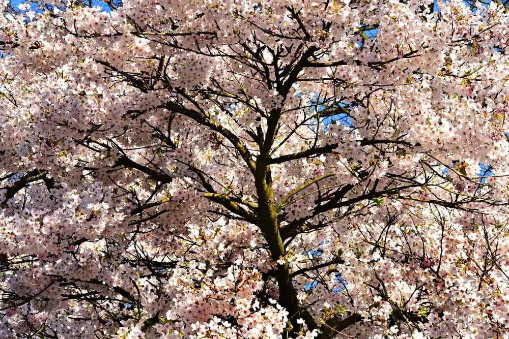 japanese cherry tree flowering