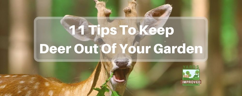 11 Tips For Keeping Deer Out Of Your Garden Yards Improved