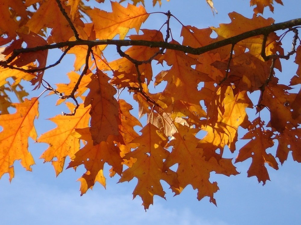 northern red oak with fall leaves