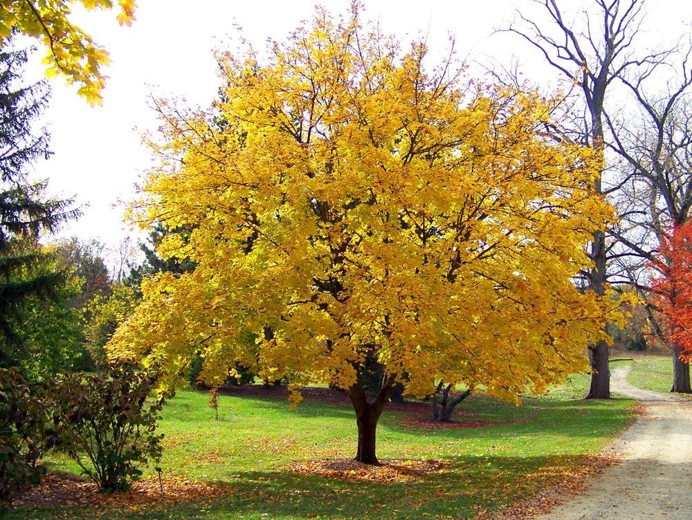 sugar maple with autumn leaves