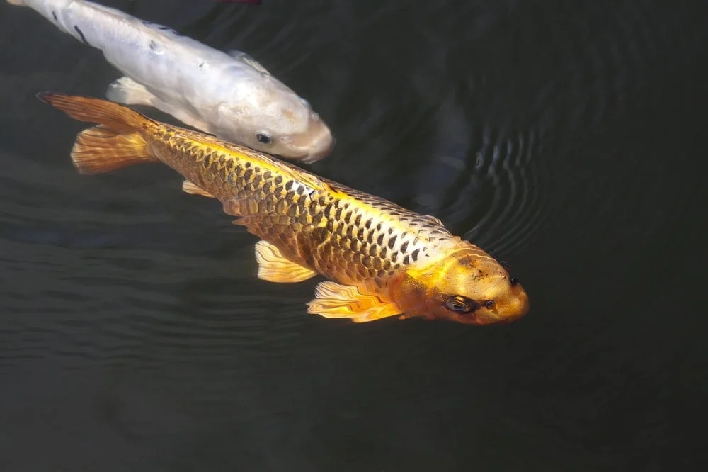 gold koi and white koi in pond