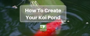build koi pond
