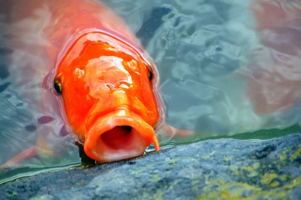 friendly bright orange koi