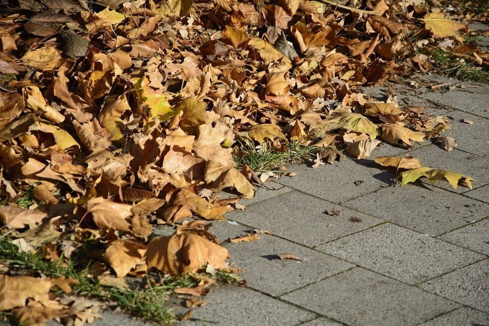 a leaf blower is a fast way to gather dead leaves