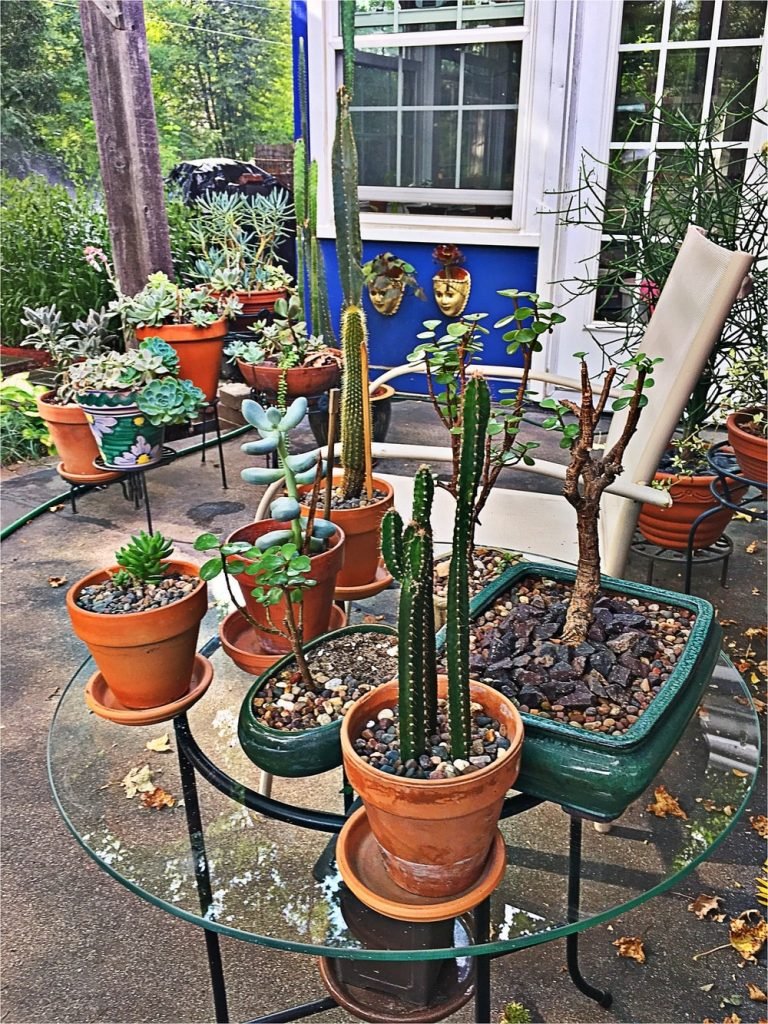 cactus can look great in your yard