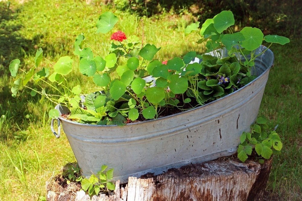 geraniums growing in a wash bucket