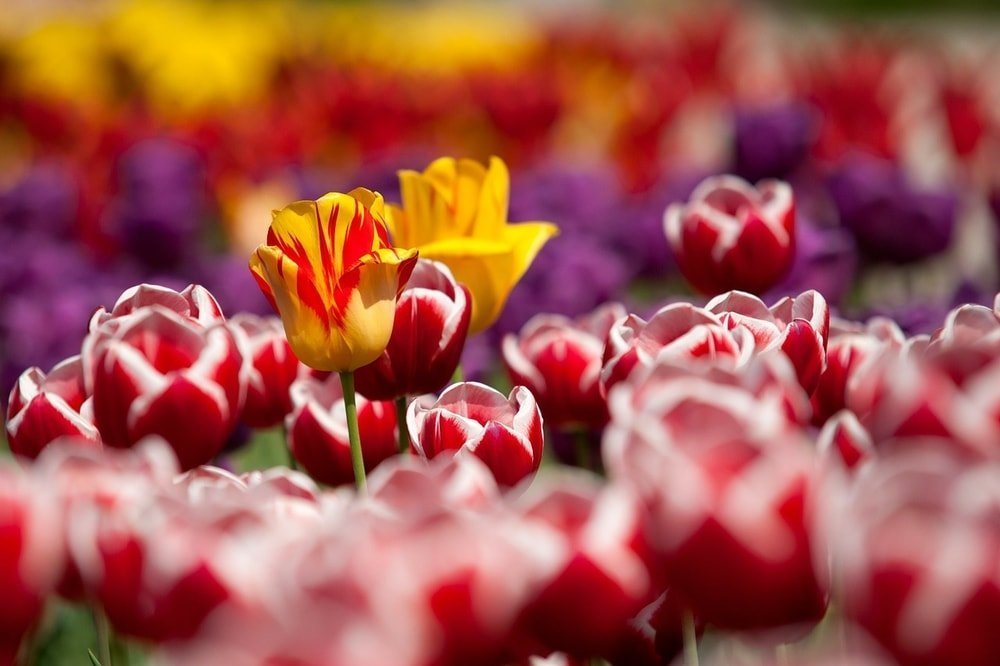 tulips in a flower bed
