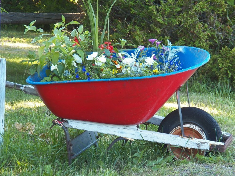 flowers in wheelbarrow