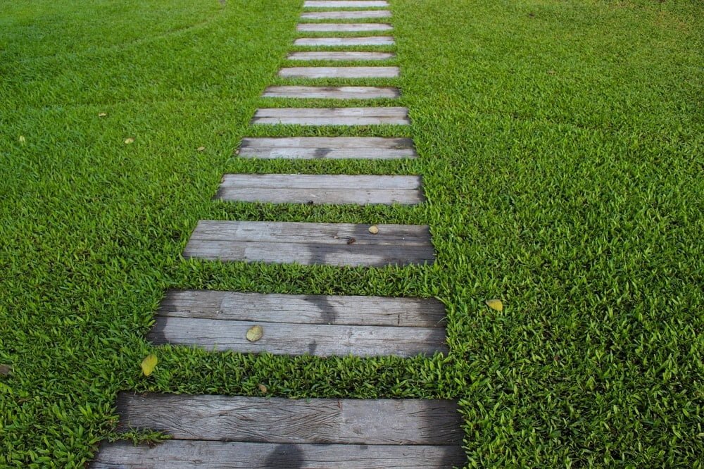 wood plant pathway across grass