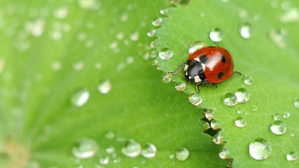 Ladybugs and spiders are good insects to have around your garden