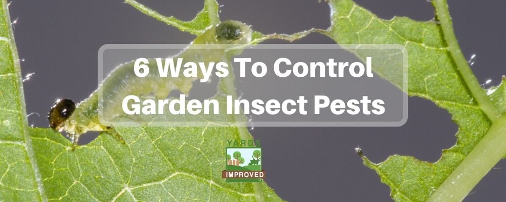 6 Ways To Deal With Harmful Garden Insects Yards Improved