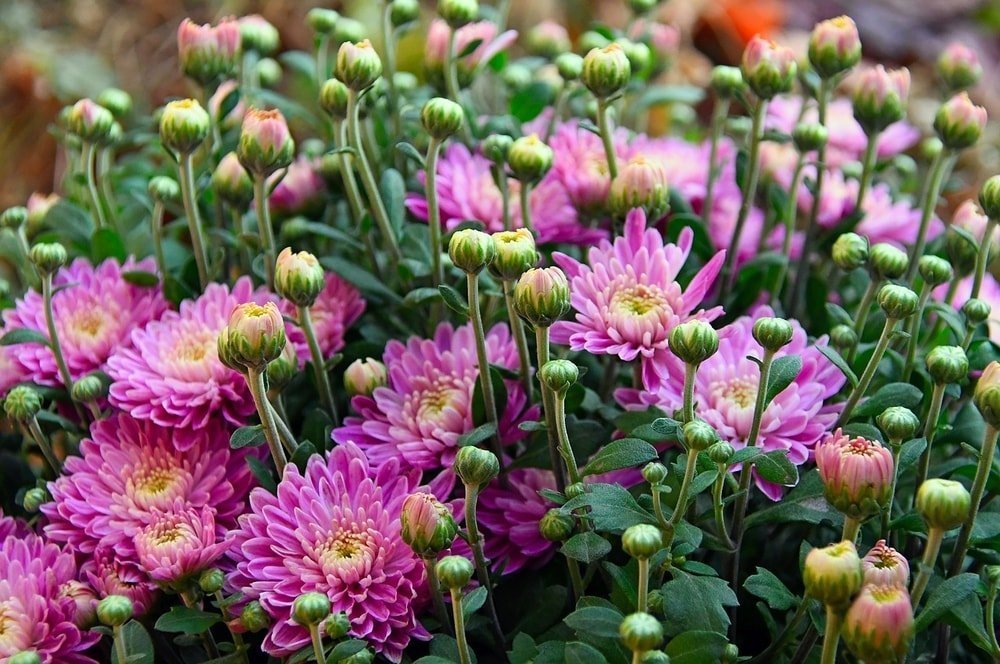 chrysanthemums are hardy enough to be planted in summer