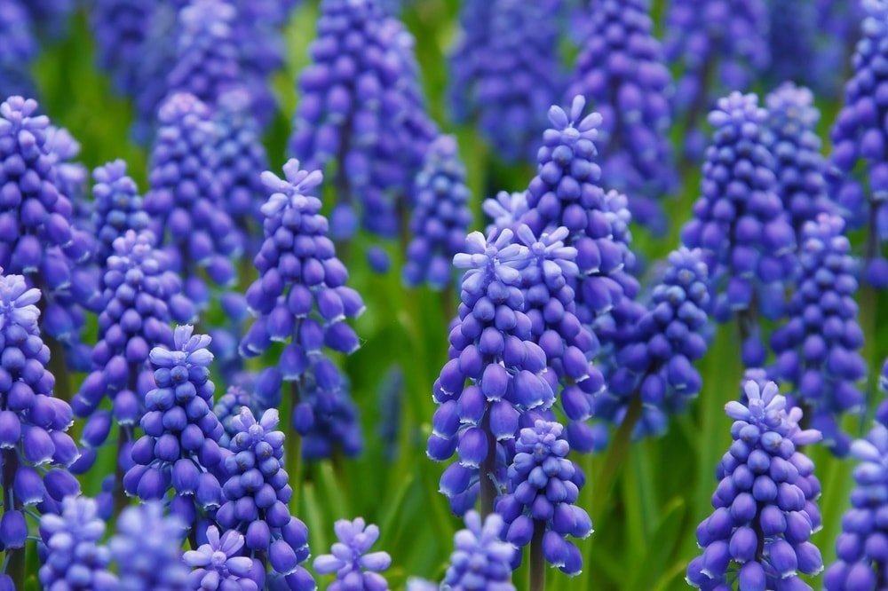 when should hyacinths and other flowers be planted?