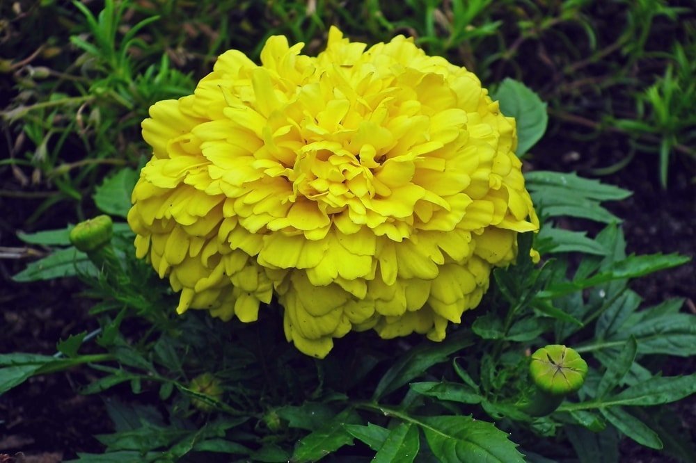 Marigolds help keep mosquitoes, squash bugs, and tomato worms away