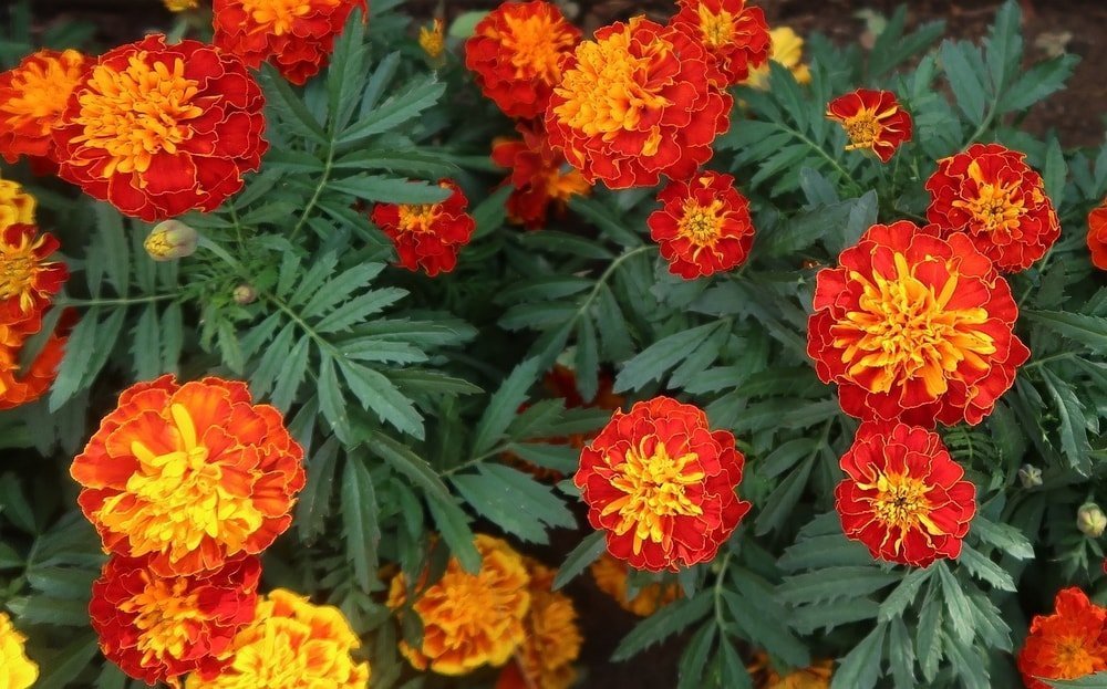 marigolds in bloom; plant them in spring