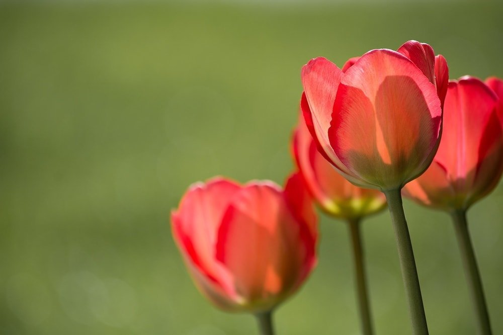 tulips are among the bulbous plants that can be planted in winter below the frost line