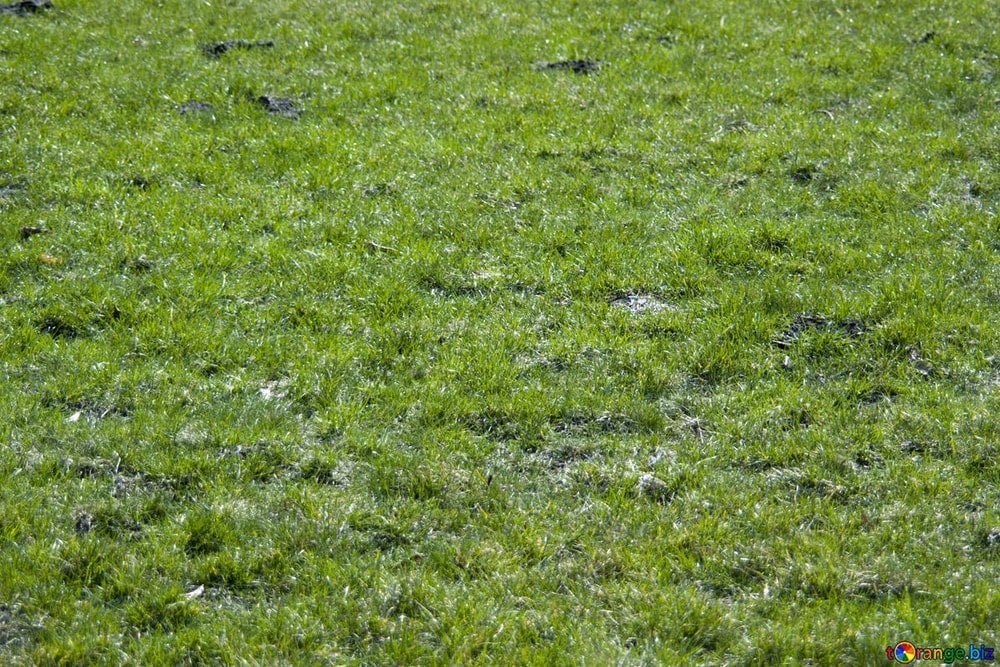 lawn with small bald spots