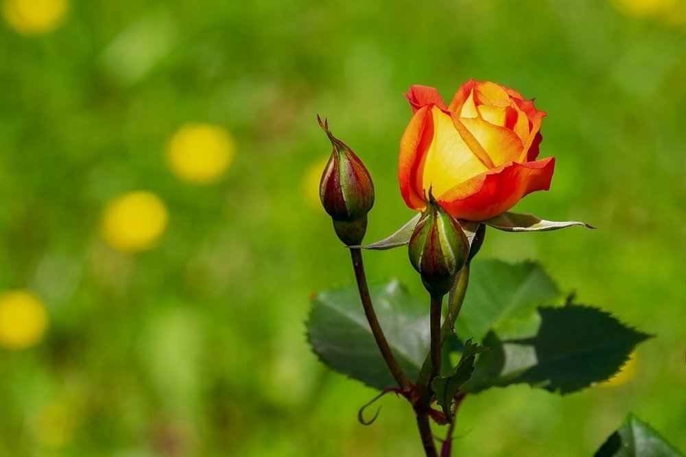 pruning is a key aspects of caring for roses