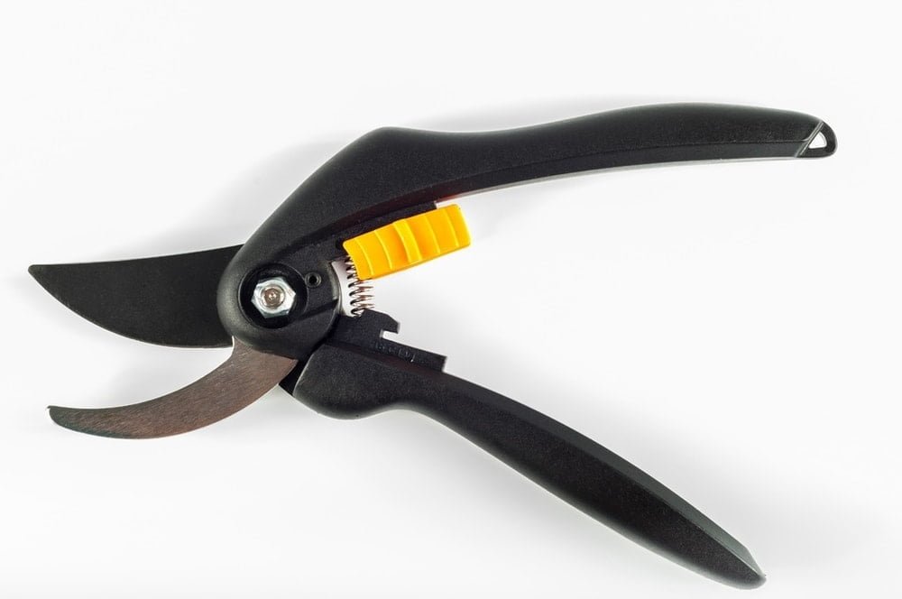 pruning shears are the key tool for pruning rose bushes