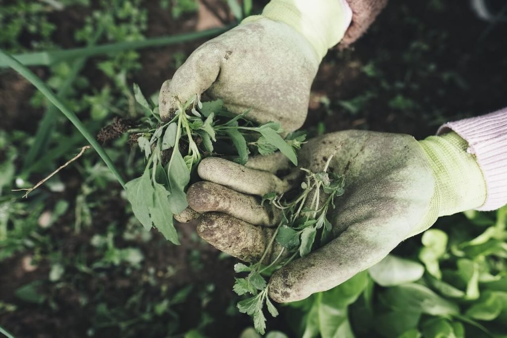 gardening gloves help keep your hands clean, among other benefits