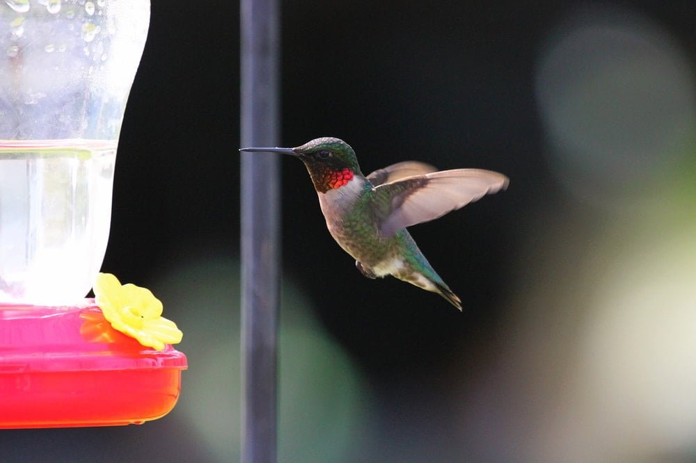 a ruby throated hummingbird feeds at a feeder