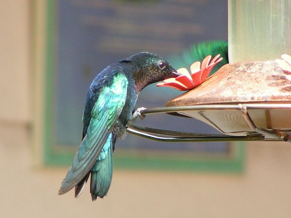 hummingbirds will feed at a feeder with sugar water