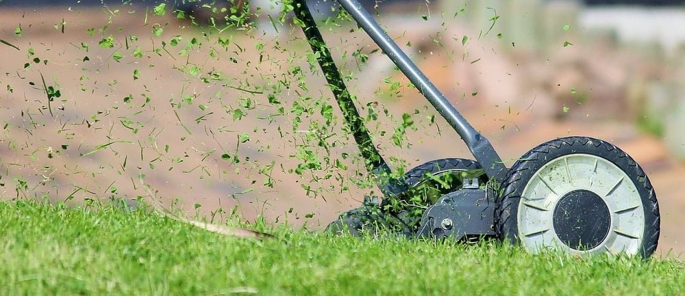 recycle your grass clippings as mulch