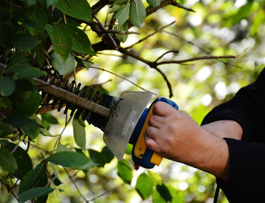 an electric hedge trimmer can make the job go faster
