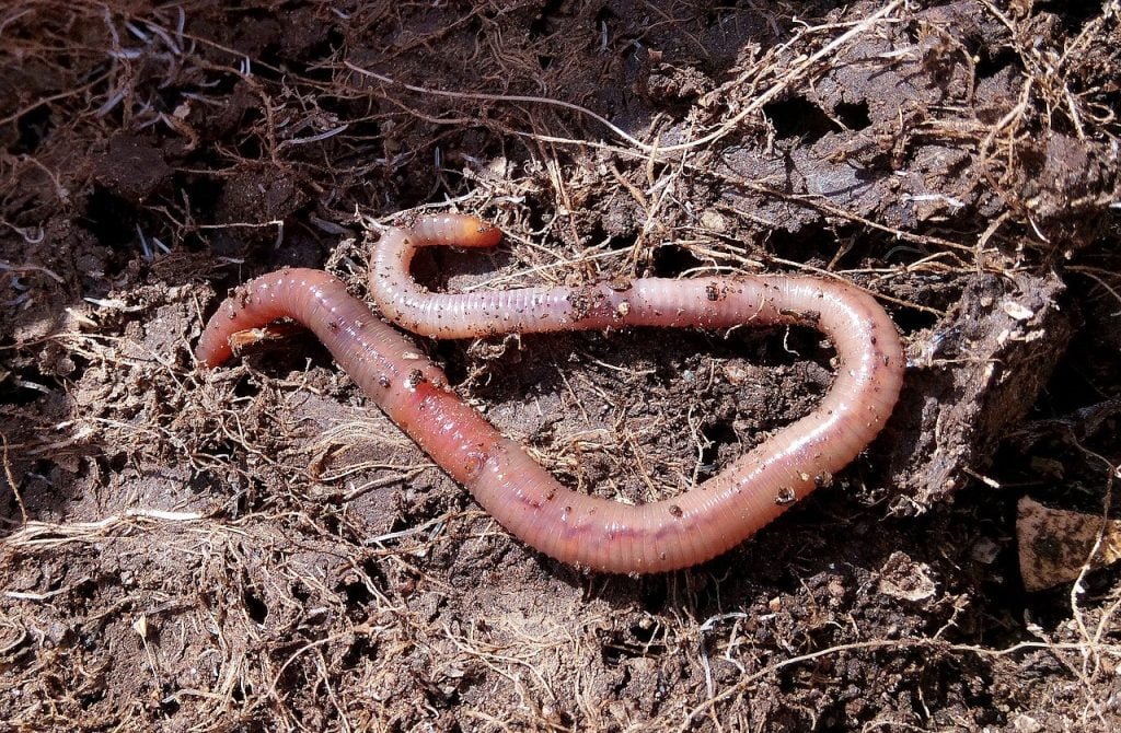 earthworms or red wigglers are great in compost heaps
