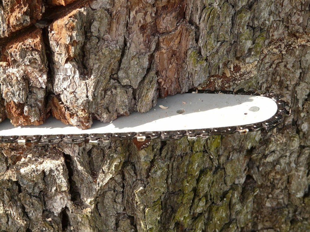 a chainsaw cuts into a tree trunk. When hiring a tree service it's important to know what equipment they'll use - and how much damage it can cause.