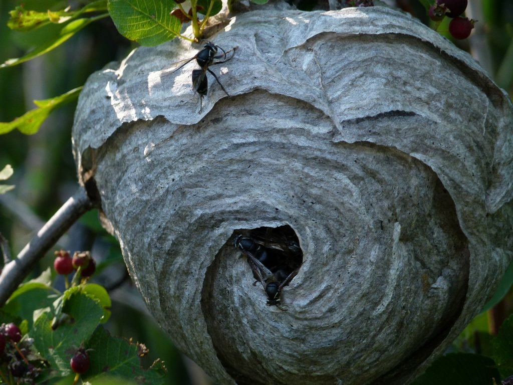 a large hornet nest in a nearby tree is a hazard