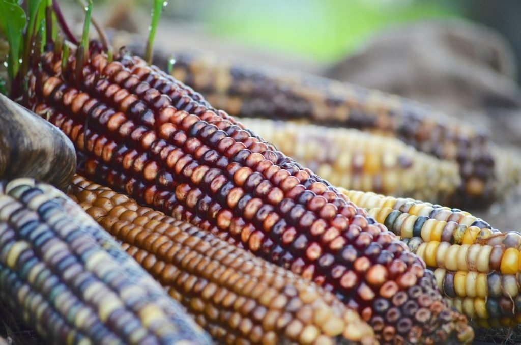 indian corn has multi-colored kernels that look great as an autumn decoration