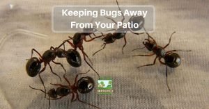 Keeping Bugs Away From Your Patio - Yards Improved