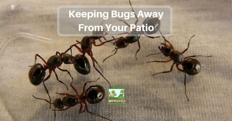 Keeping Bugs Away From Your Patio - Yards Improved