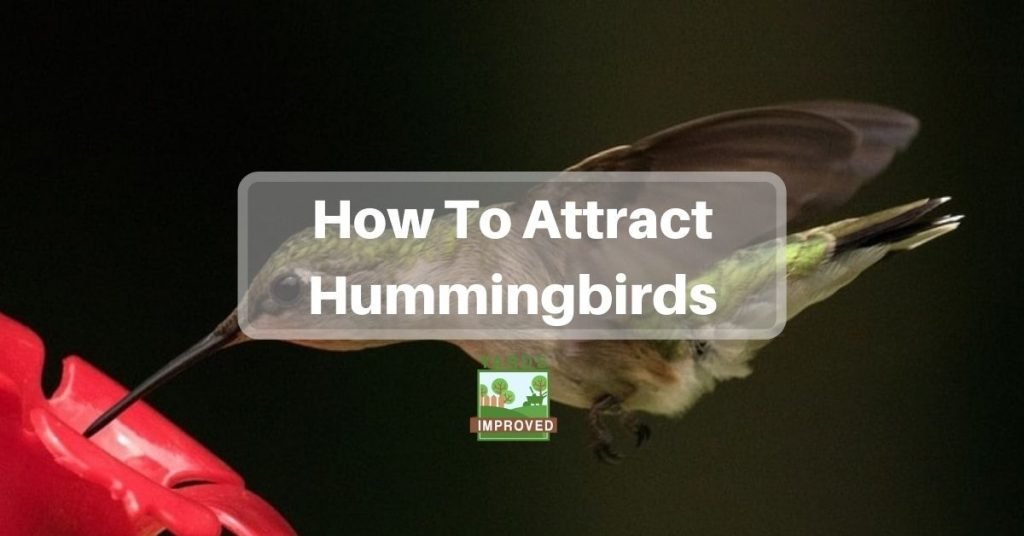 How To Feed Hummingbirds - Yards Improved